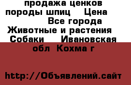 продажа ценков породы шпиц  › Цена ­ 35 000 - Все города Животные и растения » Собаки   . Ивановская обл.,Кохма г.